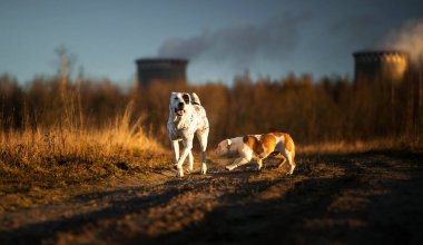 Şafakta sonbahar tarlasında yürüyen iki köpek