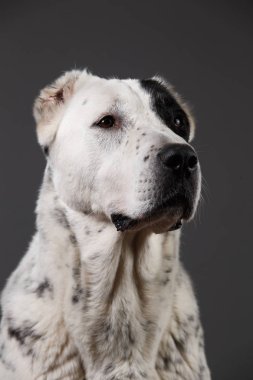 Gri bir arka plan üzerinde Orta Asya Çoban Köpeği