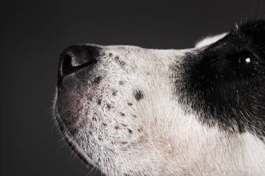 Orta Asya Çoban Köpeği'nin gözünde yakın çekim görünümü.
