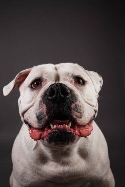 Koyu gri arka planda kabadayı köpek portresi