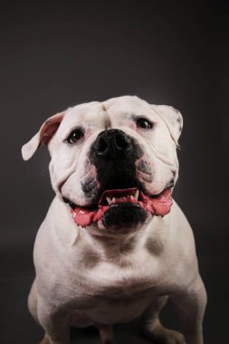Koyu gri arka planda kabadayı köpek portresi