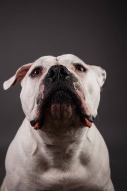 Koyu gri arka planda kabadayı köpek portresi