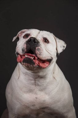 Koyu gri arka planda kabadayı köpek portresi