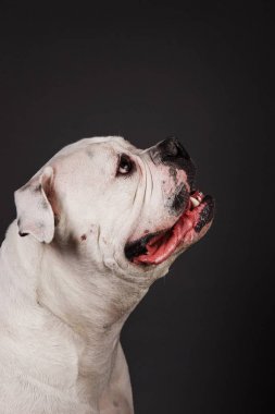 Koyu gri arka planda kabadayı köpek portresi