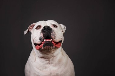 Koyu gri arka planda kabadayı köpek portresi