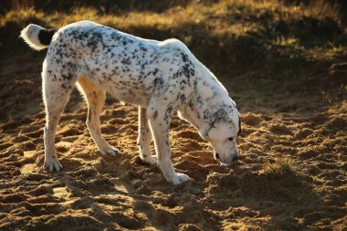 Orta Asya Çoban Köpeği portresi açık havada