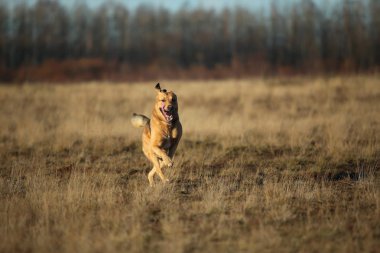 Güneşli sarı alanda yürüyen mutlu melez köpek portresi.