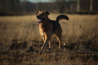 Güneşli sarı alanda yürüyen mutlu melez köpek portresi.