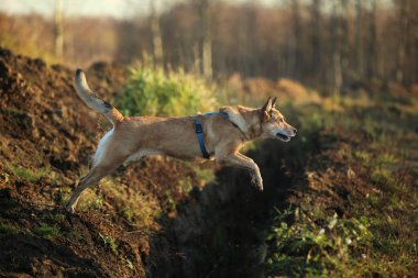 Güneşli sarı alanda yürüyen mutlu kırmızı saçlı melez köpek portresi.
