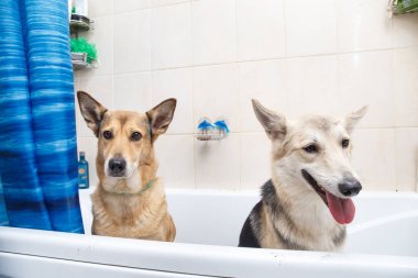 İki melez köpeğin yıkanıyor. Köpük banyosu yaptıran köpekler. Damat köpek.