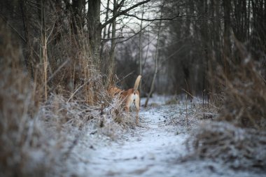 Kış tarlasında yürüyen mutlu kızıl saçlı melez köpek portresi.