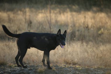 Güneşli çayırda yürüyen sevimli karışık cins siyah köpek Portresi.