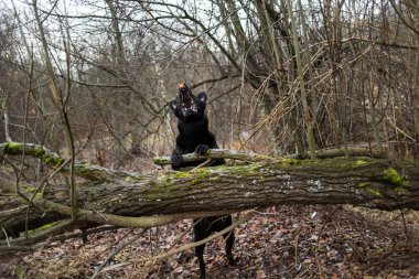 Sonbahar çayırında yürüyen sevimli karışık cins siyah köpek portresi.