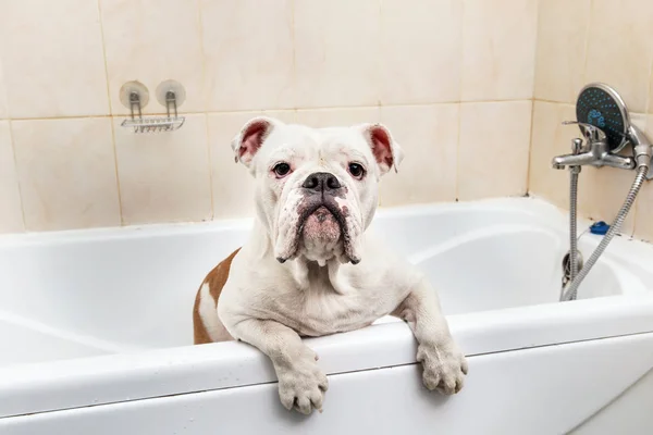 Banho do bulldog inglês. Um cão a tomar um banho de espuma. Cão de limpeza . — Fotografia de Stock