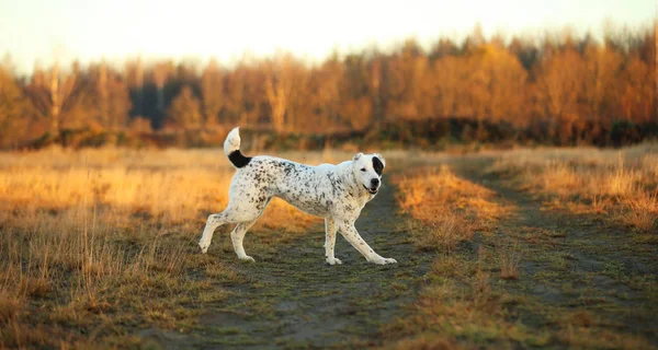 Retrato de cão pastor asiático central ao ar livre — Fotografia de Stock