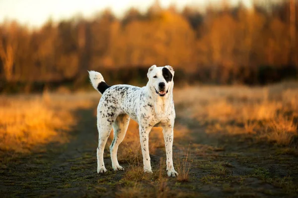 Retrato de cão pastor asiático central ao ar livre — Fotografia de Stock