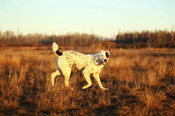 Ritratto del cane pastore dell'Asia centrale all'aperto — Foto Stock