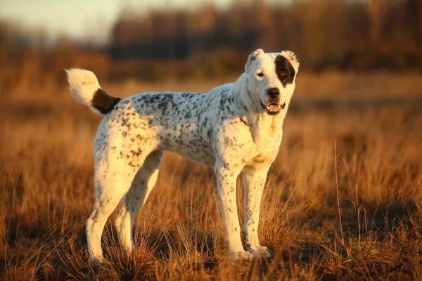 Portrait of Central Asian Shepherd Dog outdoor