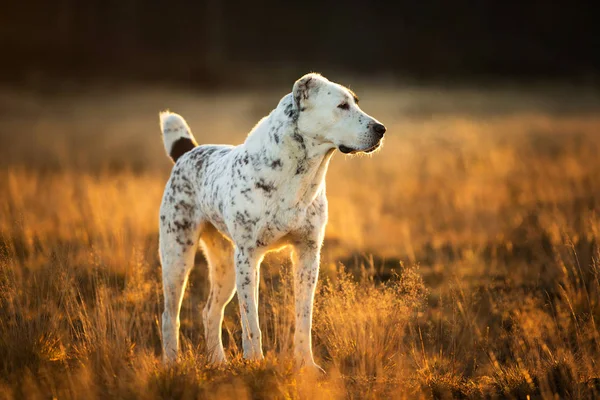 Porträtt av central asiatisk herdehund utomhus — Stockfoto