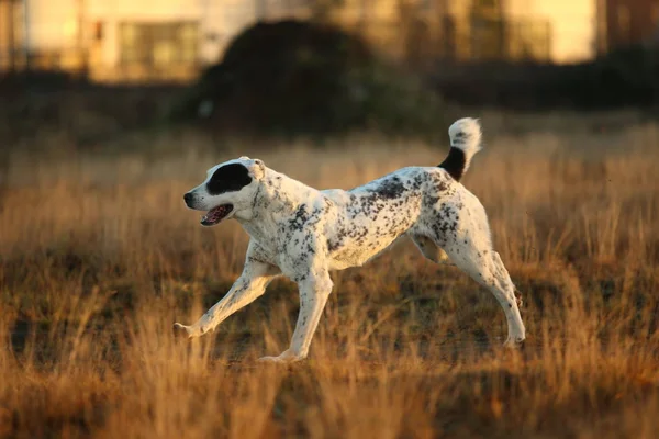 中亚牧羊犬户外肖像 — 图库照片