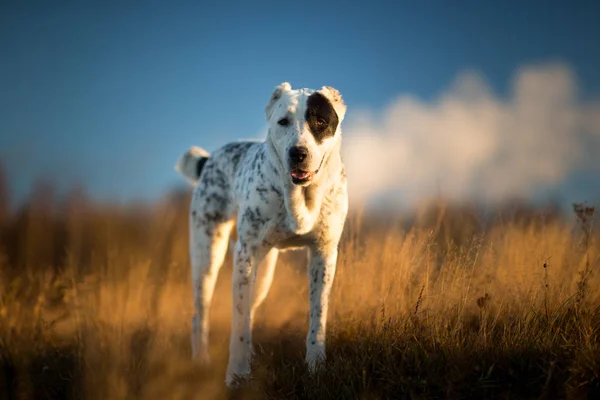 中央アジアの羊飼い犬の肖像画屋外 — ストック写真