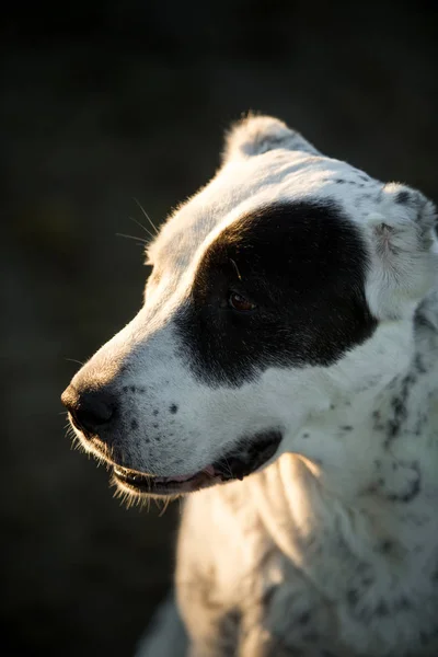 Πορτρέτο της Κεντρικής Ασίας ποιμένας σκύλος εξωτερική — Φωτογραφία Αρχείου