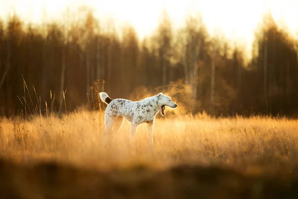 Ritratto del cane pastore dell'Asia centrale all'aperto — Foto Stock