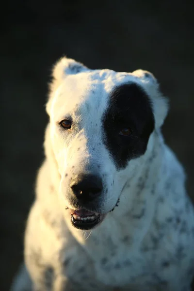 Portrait de chien de berger d'Asie centrale en plein air — Photo