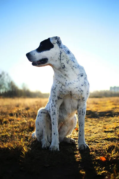 Portrait of Central Asian Shepherd Dog outdoor