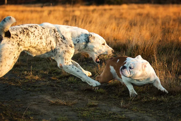 Zwei Hunde bei Gassi gehen auf Herbstfeld im Morgengrauen — Stockfoto