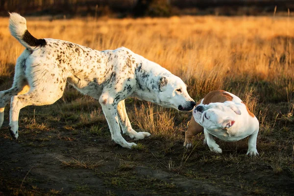Две собаки гуляют по осеннему полю на рассвете — стоковое фото