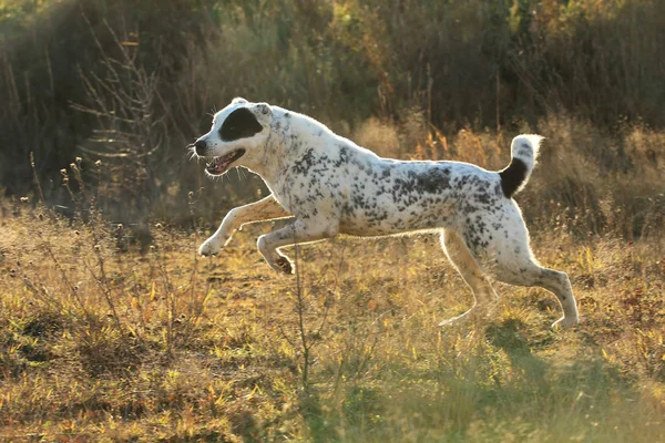 Portrait of Central Asian Shepherd Dog outdoor