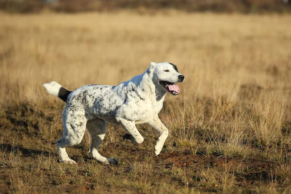 Orta Asya Çoban Köpeği portresi açık havada — Stok fotoğraf