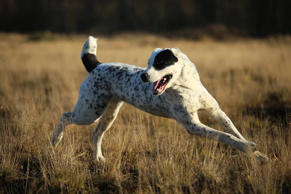 Ritratto del cane pastore dell'Asia centrale all'aperto — Foto Stock