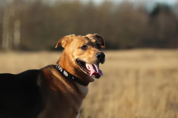 Retrato de perro mestizo feliz caminando en campo amarillo soleado . —  Fotos de Stock