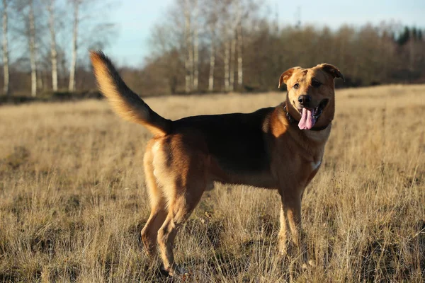 Retrato de perro mestizo feliz caminando en campo amarillo soleado . —  Fotos de Stock