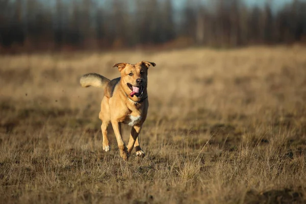 Retrato de perro mestizo feliz caminando en campo amarillo soleado . —  Fotos de Stock