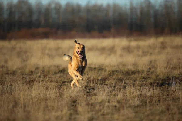在阳光明媚的黄色田野上行走的快乐蒙古狗的肖像. — 图库照片