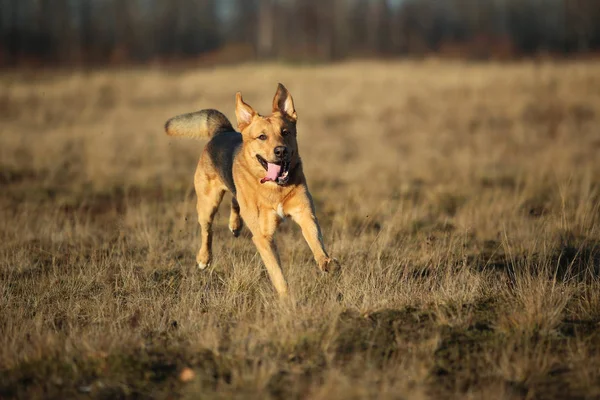 Retrato de cão rafeiro feliz andando no campo amarelo ensolarado . — Fotografia de Stock