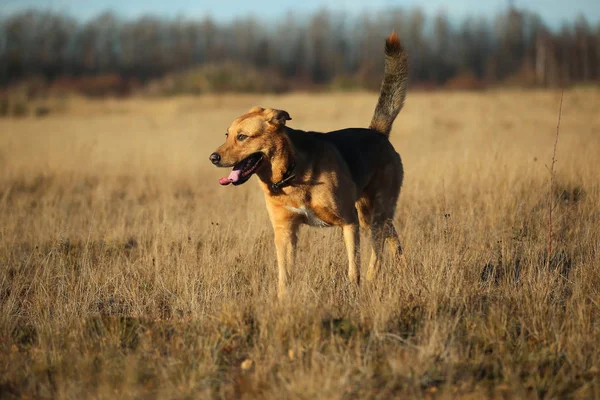 Retrato de cão rafeiro feliz andando no campo amarelo ensolarado . — Fotografia de Stock