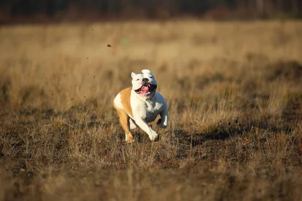 Porträtt av kvinnlig engelsk Bulldogg som går på höst fältet — Stockfoto