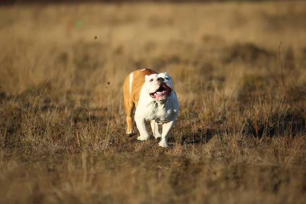 Portrait de bulldog anglais femelle marchant sur le champ d'automne — Photo