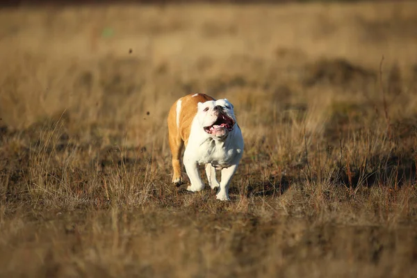 Retrato de buldogue inglês feminino andando no campo de outono — Fotografia de Stock