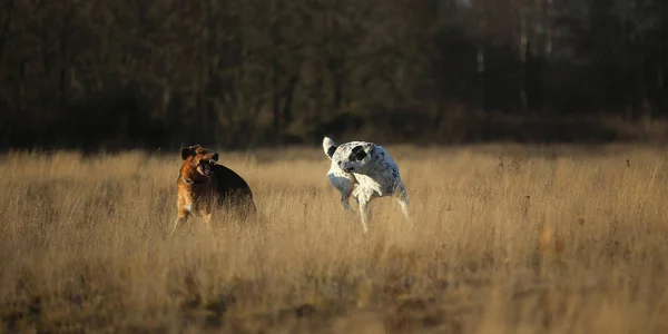 Two dogs at walk on autumn field at dawn — Stock Photo, Image