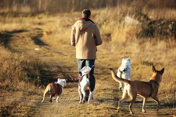 Junger glücklicher Kaukasier geht mit vier Hunden spazieren — Stockfoto