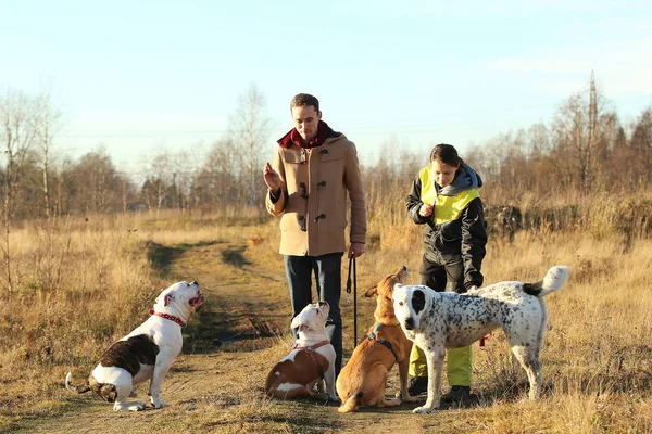 Junger glücklicher Mann und Frau und vier Hunde stehen auf einem sonnigen Feld — Stockfoto