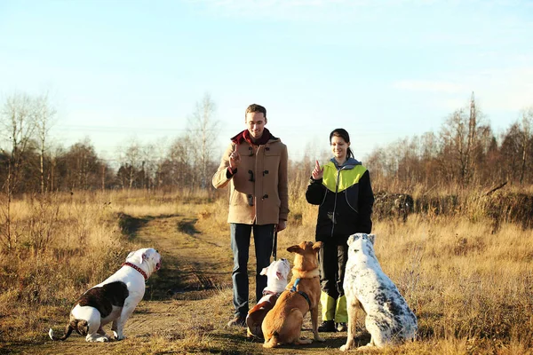 Junger glücklicher Mann und Frau und vier Hunde stehen auf einem sonnigen Feld — Stockfoto