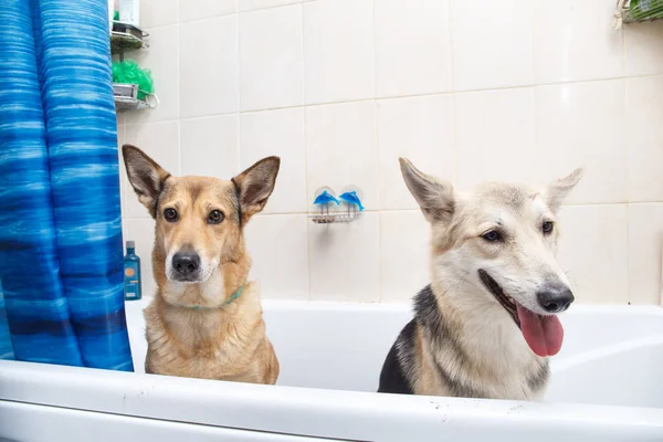 Купання двох змішаних порід собак. Собаки приймають бульбашкову ванну. Дорослий собака . — стокове фото