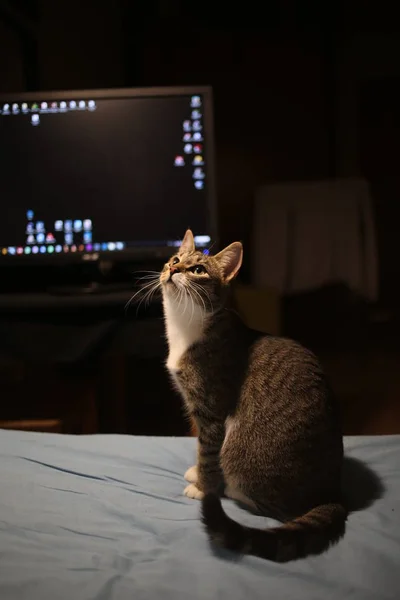 Gatto spogliato grigio seduto su un letto nella stanza. Il gatto sta guardando la macchina fotografica . — Foto Stock