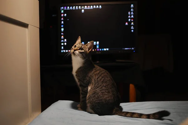 Gri soyulmuş kedi odada bir yatakta oturan. Kedi kameraya bakıyor.. — Stok fotoğraf